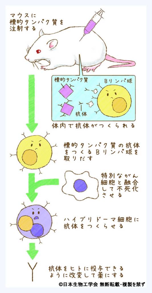 ひらく ひらく バイオの世界 イラスト 写真館 抗体を薬として利用 Q51 公益社団法人 日本生物工学会