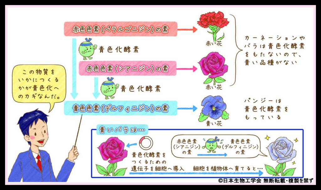 ひらく ひらく バイオの世界 イラスト 写真館 Br 青いバラのつくり方 Q