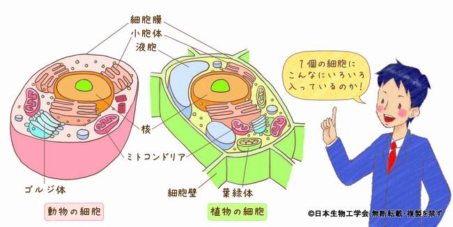 ひらく ひらく バイオの世界 イラスト 写真館 動物細胞と植物細胞 Q4 公益社団法人 日本生物工学会