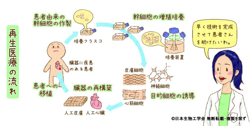 ひらく ひらく バイオの世界 イラスト 写真館 細胞から臓器を作る再生医療 Q67 公益社団法人 日本生物工学会