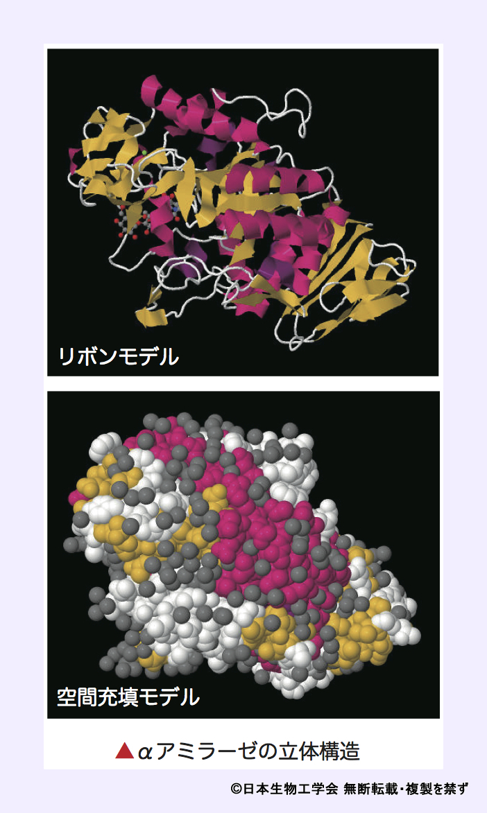 ひらく ひらく バイオの世界 イラスト 写真館 タンパク質のかたちの決め方 Q7 公益社団法人 日本生物工学会