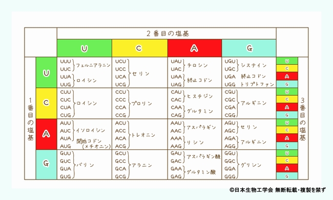 コドン アミノ酸 1コドンが塩基3個である理由とSNS原始遺伝暗号│池原健二 [GADV]